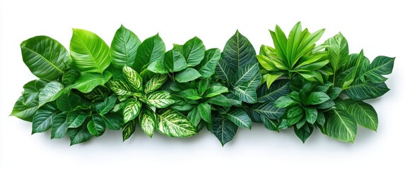 Poster - A Lush Arrangement of Diverse Green Leaves Showcasing Various Textures, Shapes, and Shades of Green in a Vibrant Outdoor Setting