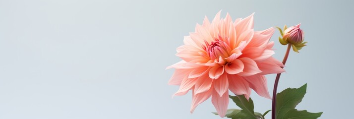 Poster - Elegant minimalism  a captivating flower on a pure white background with detailed focus