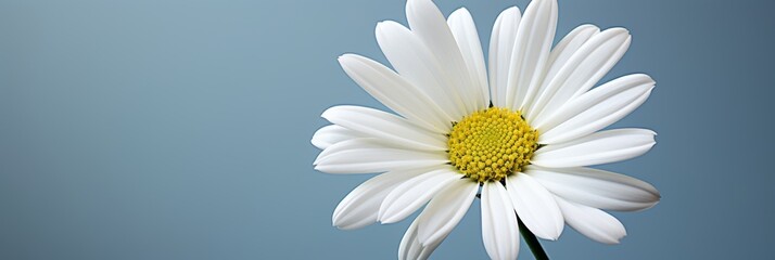 Poster - Striking minimalist image featuring a single flower on a simple white background with detailed focus