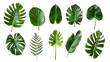 © Immersive Dimension - Collection of Various Amazon Rainforest Plant Leaves on Transparent Background. Amazon Rainforest Leaves Collection