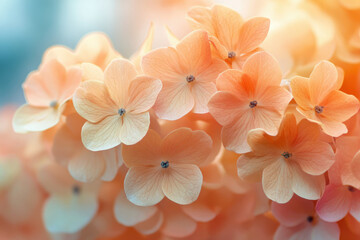Aufkleber - Close-up of delicate peach-colored hydrangeas, bathed in soft sunlight, creating a serene and beautiful image.