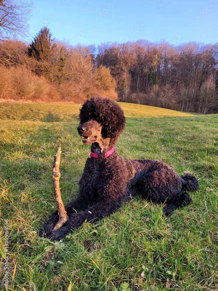 Picture of Black standard poodle lying on the grass. の Stock フォト | Adobe Stock