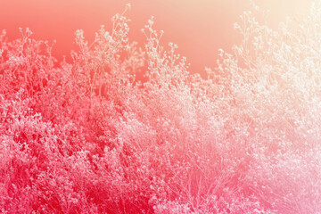 Poster - Delicate, white wildflowers stand tall against a vibrant, warm pink and orange sunset.