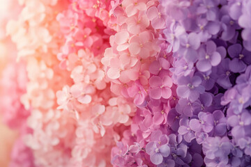 Poster - A captivating gradient of pink and purple hydrangeas, creating a beautiful floral display.