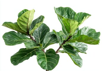 Poster - Green Ficus Leaves Close Up on a White Background for Botanical and Natural Design Concepts