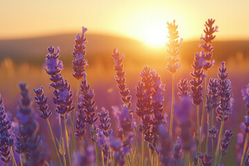 Aufkleber - Lavender field bathed in the warm golden light of a breathtaking sunset.