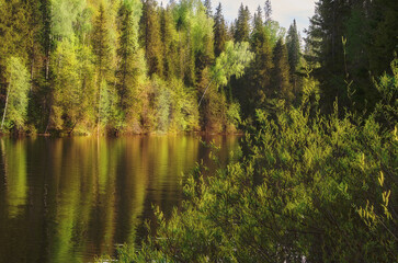 Wall Mural - a river flowing through a lush spring forest.