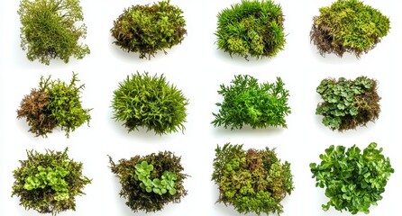 Poster - Various Types of Green Moss and Lush Greenery on White Background for Nature lovers, Gardeners, and Botanical Illustrations