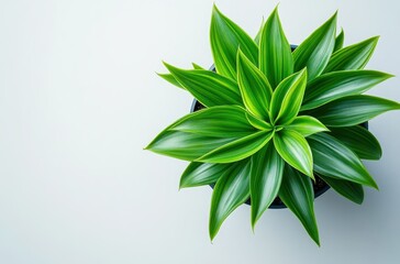 Poster - Vibrant Green Houseplant with Lush Leaves in a Stylish Pot against a Soft Pale Background for Fresh and Inviting Home Decor Inspiration