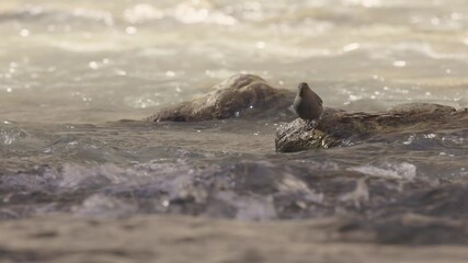 Wall Mural - An American Dipper emerges from the rushing, shallow water of the Virgin River in Zion NP in Ut, USA. It shakes the water from its face, bobs up and down, then flies back into the water.
