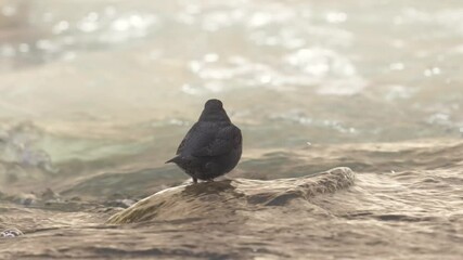 Wall Mural - An American Dipper bobs up and down as it watches the water of the Virgin River in Zion NP, Ut. USA slip past, splashing and curling over rocks just below the surface, then scratches and dives in. 