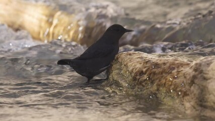 Wall Mural - An American Dipper explores the shallow rushing water around a rock and piece of driftwood as it hunts for aquatic insects in the Virgin River in Zion Nat. Park Utah, USA.
