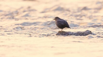 Wall Mural - An American Dipper stands on a small rock with the water of the Virgin River in Zion NP Ut. USA flowing around it as it sings to establish its territory and attract a mate. 