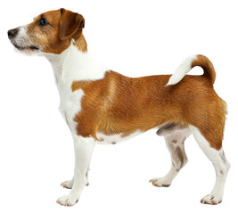 Wall Mural - png dog animal mammal hound.