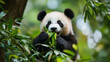 © Almaz - Gentle Giant: Panda Enjoying a Leafy Feast