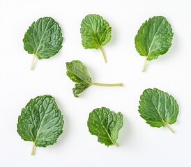 Poster - A closeup view of assorted green mint leaves displayed beautifully against a clean white background : Generative AI
