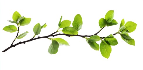 Aufkleber - Fresh vibrant green leaves on a branch showcasing nature's beauty and tranquility : Generative AI