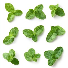 Poster - Fresh mint leaves arranged in various styles showcasing the beauty of greenery and nature : Generative AI