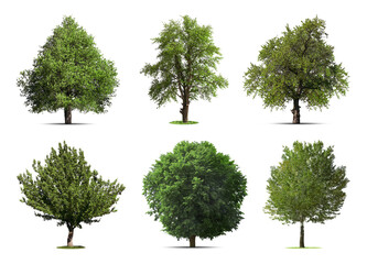 Set of different trees isolated on white