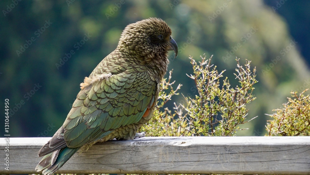 Alpine Parrot of New Zealand The kea (Nestor notabilis) Stock Photo ...