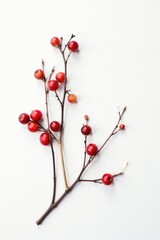 Wall Mural - A few branches with berries on a white canvas, isolated branches, minimalist