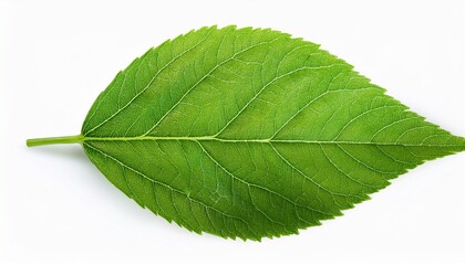 Wall Mural - contrast green leaf isolated