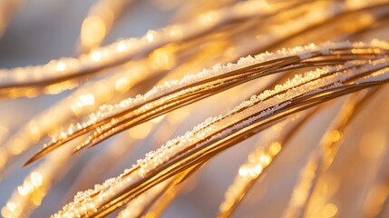 Wall Mural - close-up of frost-covered pine needles in sunlight.