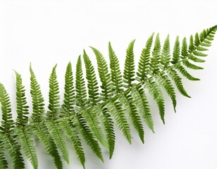 Wall Mural - fern white background