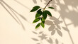 © Henry - Leaf shadow and light on wall beige abstract background. Nature tropical leaves plant and tree branch shade with sunlight on wall texture for background wallpaper and design, shadow overlay effect