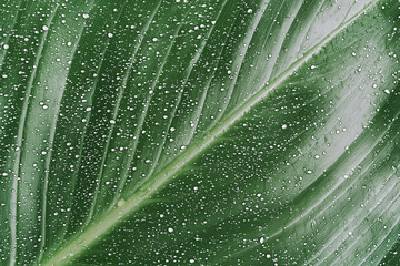 Poster - rain drenched leaf with glistening water droplets, showcasing nature beauty