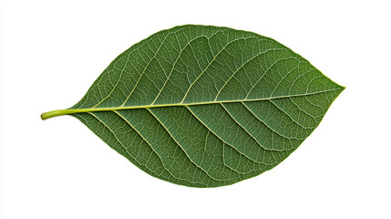 Poster - vibrant green leaf with visible veins symbolizing nature intricate design