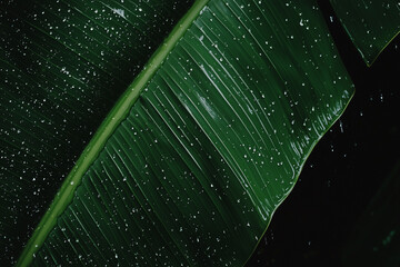 Poster - vibrant green leaf glistens with raindrops, showcasing nature beauty