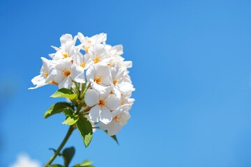 Poster - White flowers blooming against a vivid blue sky background.