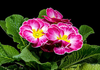 Wall Mural - Pink Primula Flowers on Black background
