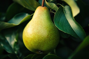 Poster - Fresh green pear hanging on tree branch surrounded by vibrant leaves in sunlight