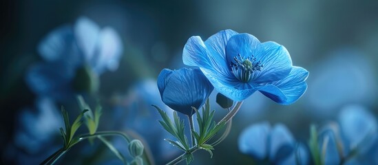 Aufkleber - Blue Nemophila flowers, vibrant shades of blue against a soft blurred background, delicate petals highlighted, with ample copy space to the right.