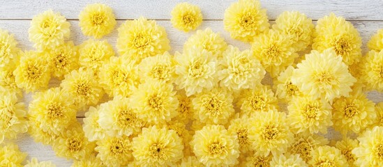 Leinwandbilder - Vibrant yellow chrysanthemum flowers scattered across a rustic white wooden background in a flat lay composition showcasing warm floral tones.