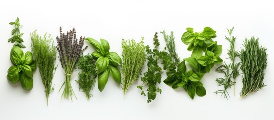 Poster - Fresh herbs arranged in a row on a white background with vibrant green tones and a hint of purple creating abundant copy space for text