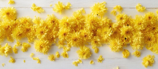Poster - Vibrant yellow chrysanthemum flowers arranged in a flat lay over a white wooden background with scattered petals creating a joyful spring ambiance