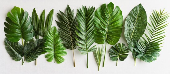 Fototapete - Collection of various green tropical leaves arranged horizontally on a light background showcasing diverse shapes and textures in vibrant shades of green.