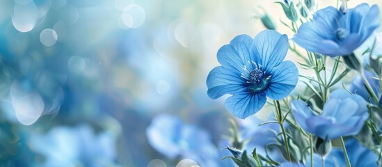 Leinwandbilder - Blue Nemophila flowers in soft focus with vibrant blue petals against a blurred background featuring hints of green and light bokeh for text space.