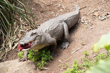 Wall Mural - the alligator is carrying a lump of meat