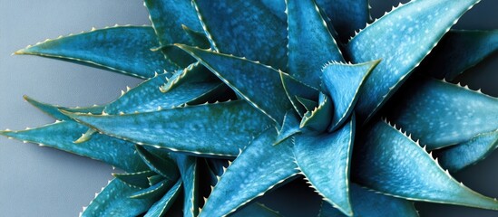 Poster - Vibrant blue aloe vera leaves in a top view against a soft gray background highlighting intricate botanical details and textures of the plant