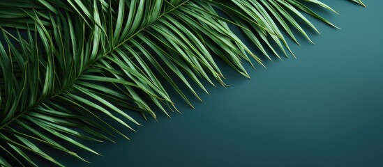 Aufkleber - Lush green palm leaves positioned diagonally across a soft blue-green backdrop creating a vibrant copy space for text or graphics.