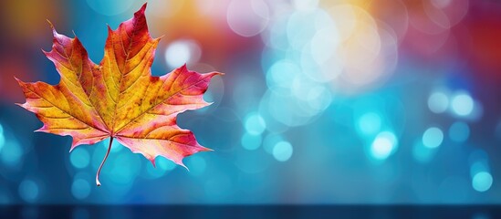 Leinwandbilder - Vibrant red and orange maple leaf elegantly positioned left with blurred blue bokeh background creating ample copy space on right side.