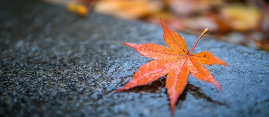 Poster - Vibrant orange autumn leaf resting on a dark wet surface with blurred golden foliage in the background capturing the essence of fall serenity