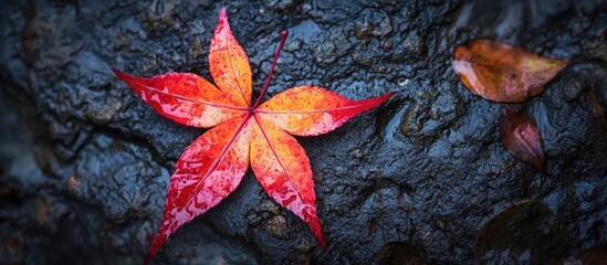 Leinwandbilder - Vibrant orange and red autumn leaf resting on dark wet stones surrounded by muted brown foliage showcasing nature's transition and seasonal beauty.