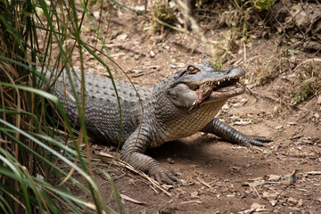 Wall Mural - this is a close up of an alligator