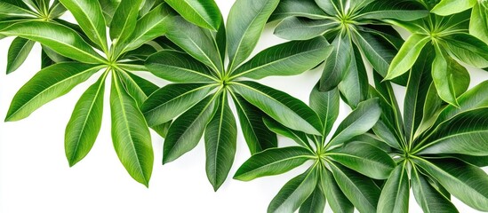 Leinwandbilder - Vibrant green tropical cassava leaves arranged artistically on a bright white background creating a fresh and lively botanical composition