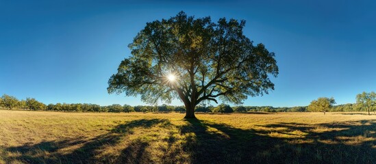 Leinwandbilder - Majestic green oak tree with sunlight filtering through leaves in a sunny meadow rich with golden grass under a clear blue sky panorama format